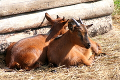 Killikus&reg; Fotographie